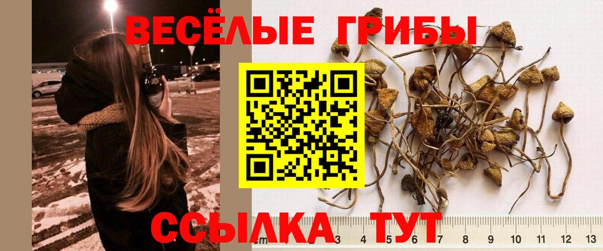 Михайловка  Галлюциногенные грибы Psilocybine cubensis  как найти закладки  Вход с VPN 